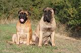 BULLMASTIFF 158